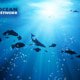 Ocean Network project